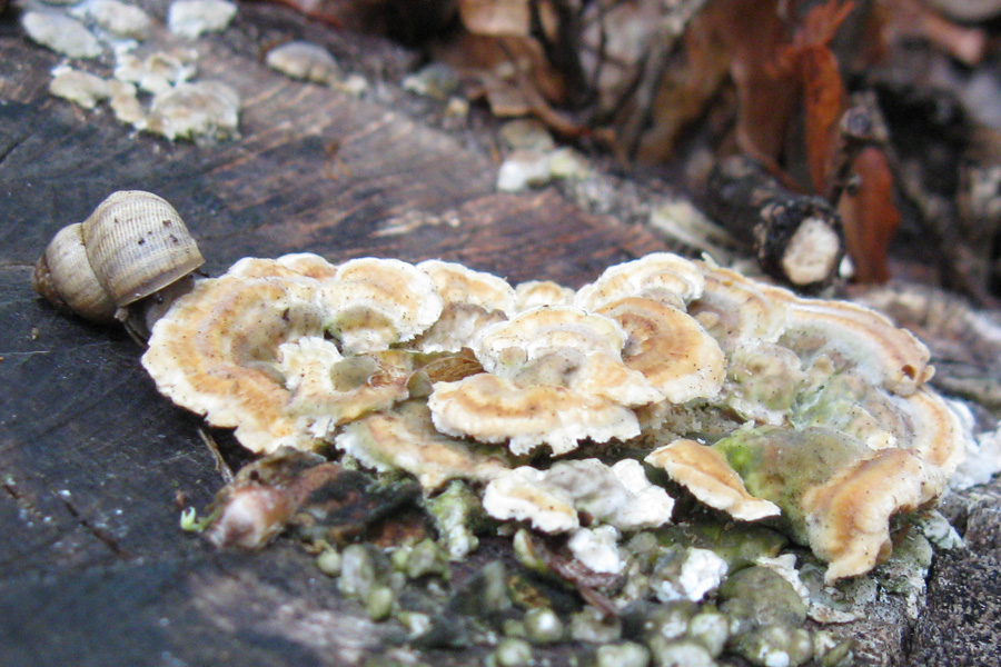 Il pasto delle chiocciole (Trametes sp.)